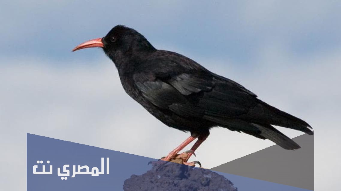 ما هو اول طائر عرف في الأرض