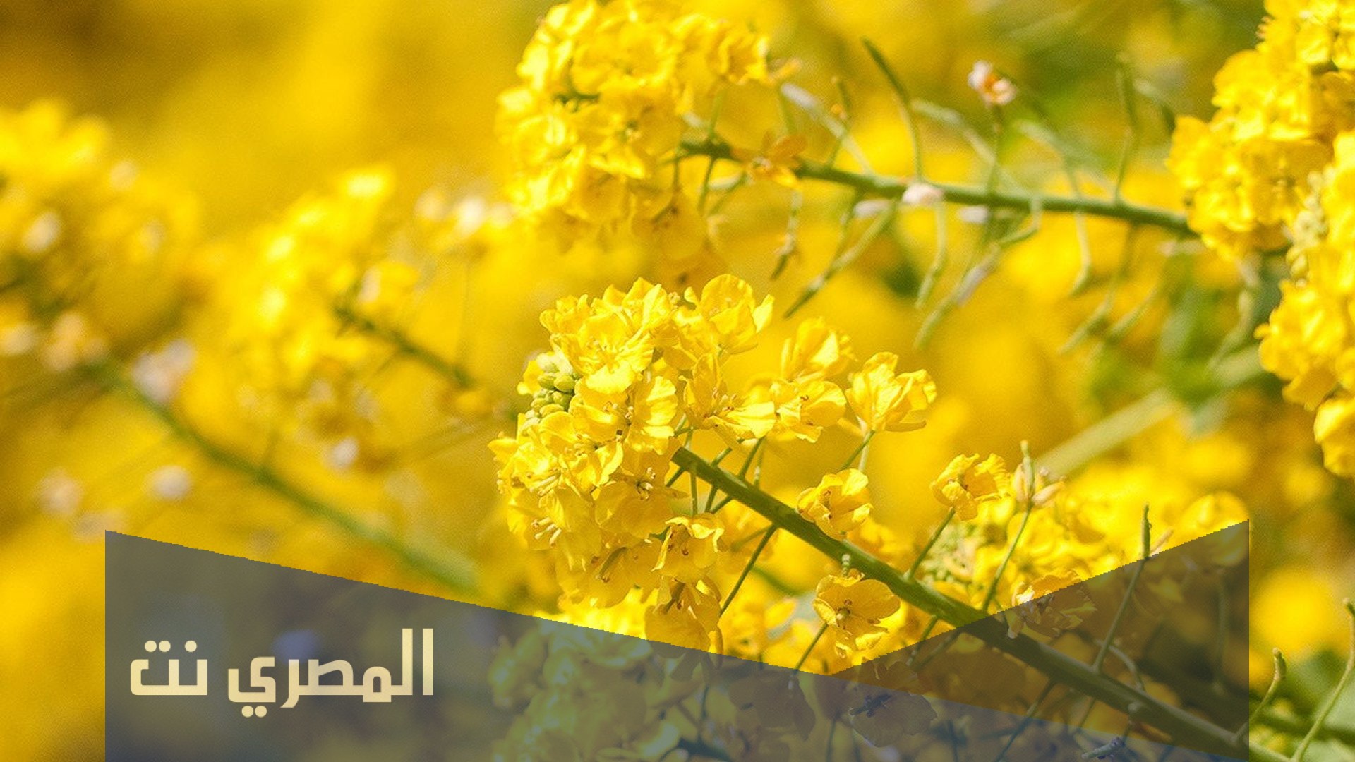 ما هو تفسير رؤية اللون الأصفر فى الحلم بالتفصيل