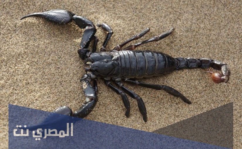 ما هو تفسير رؤيه العقرب فى المنام بالتفصيل
