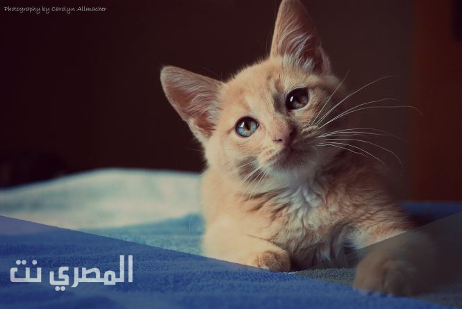 ما هو تفسير رؤيه القطط فى الحلم بالتفصيل