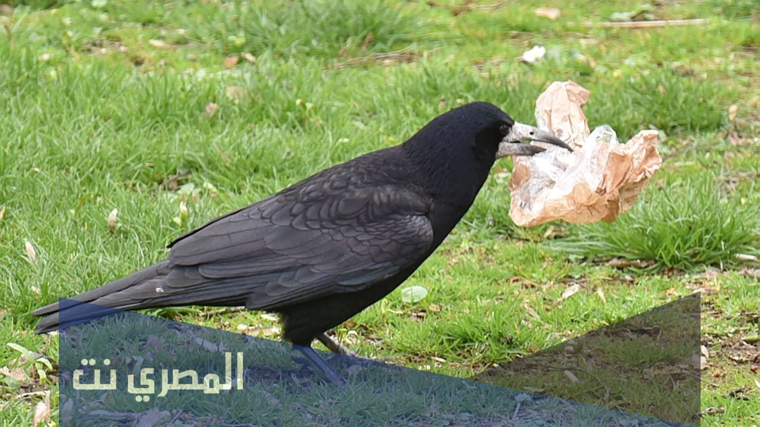 ما هو حكم اكل الغراب