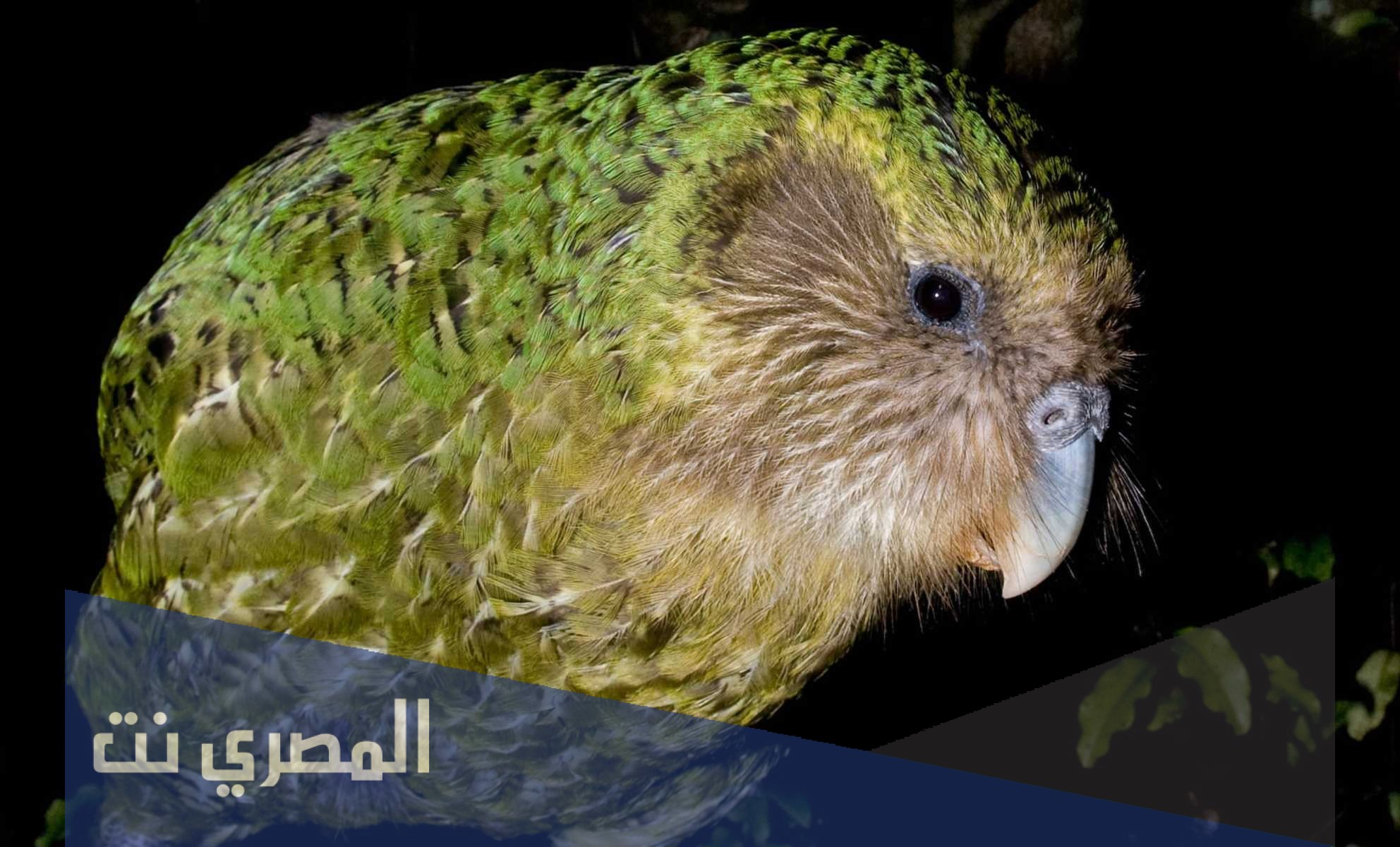 ما هو طائر الكاكابو