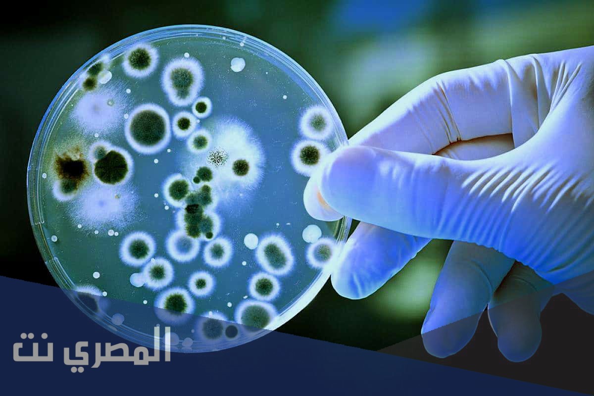 ما هو علم الاحياء الدقيقة