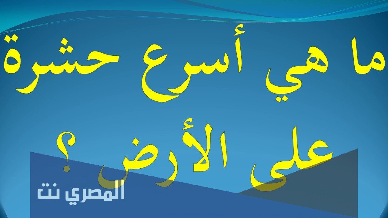 ما هي اسرع حشرة على الارض