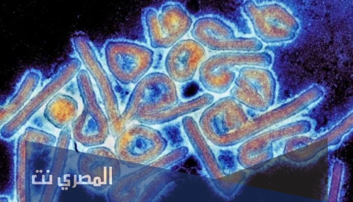 ما هي اعراض فيروس ماربورغ