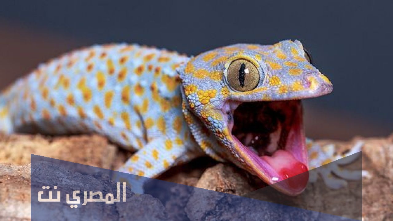 حشرة الوزغ