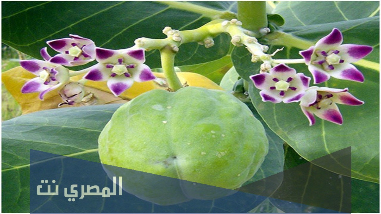 ما هي فوائد شجرة العشر؟