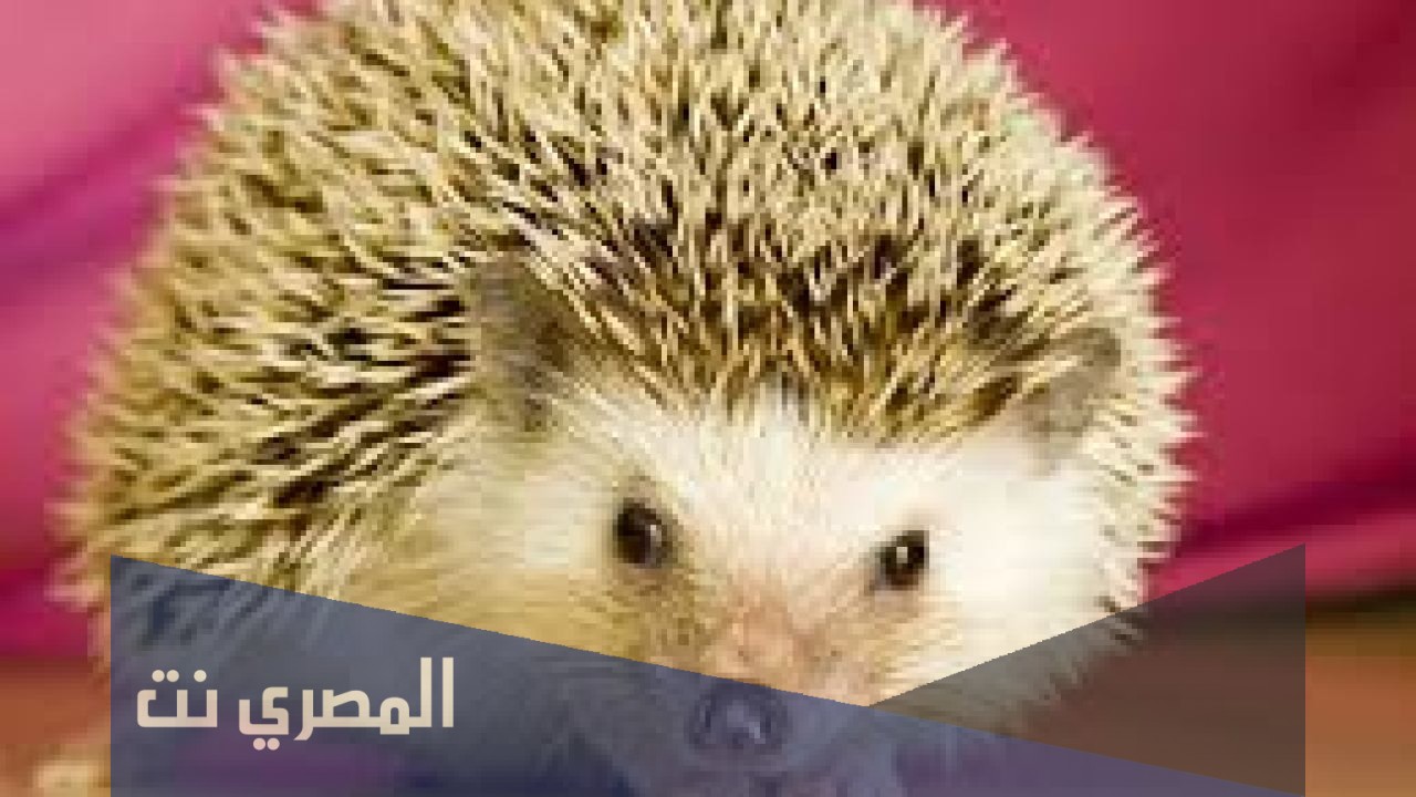 ما هي فوائد لحم القنفذ