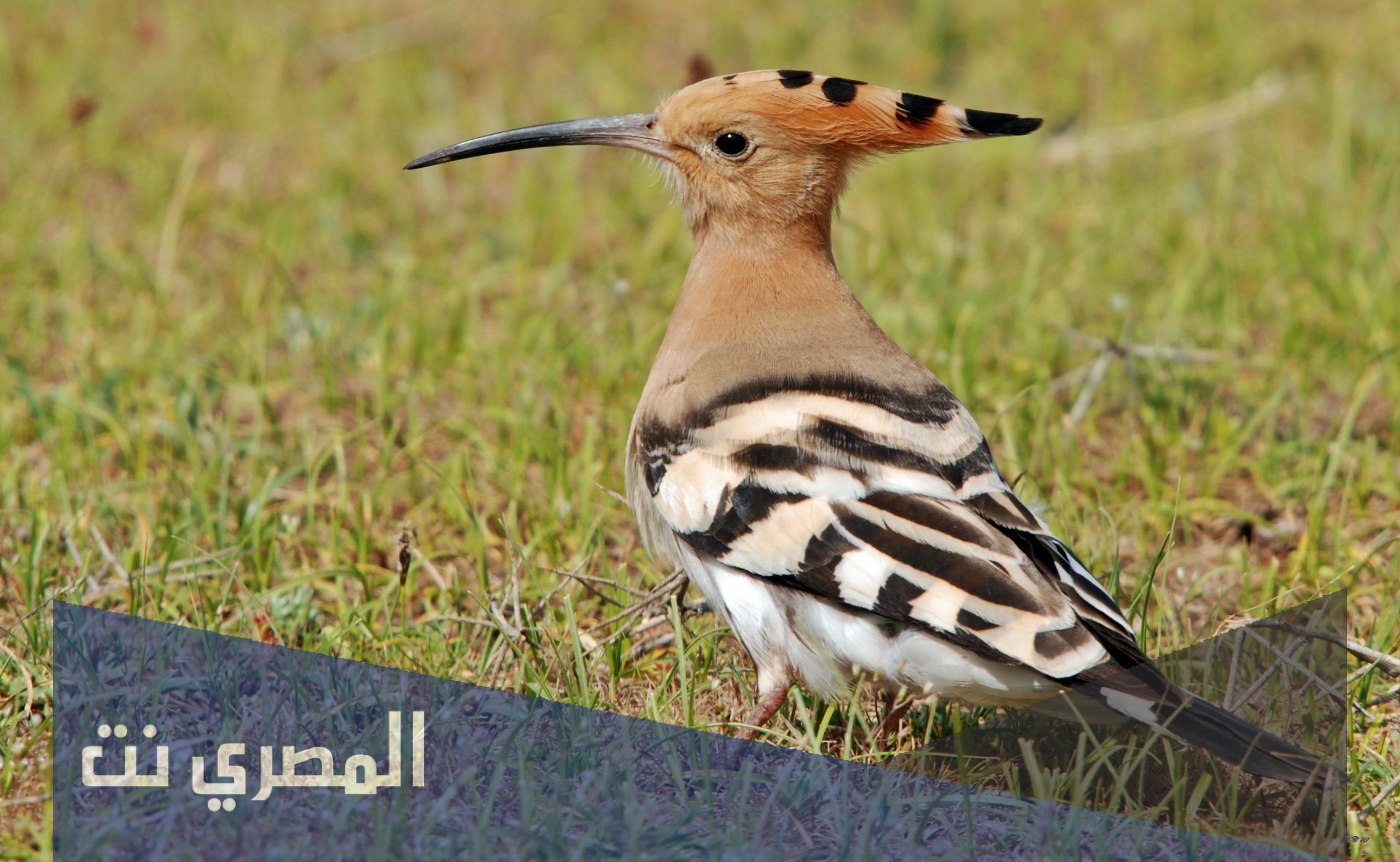 ما هي كنية الهدهد في اللغة العربية