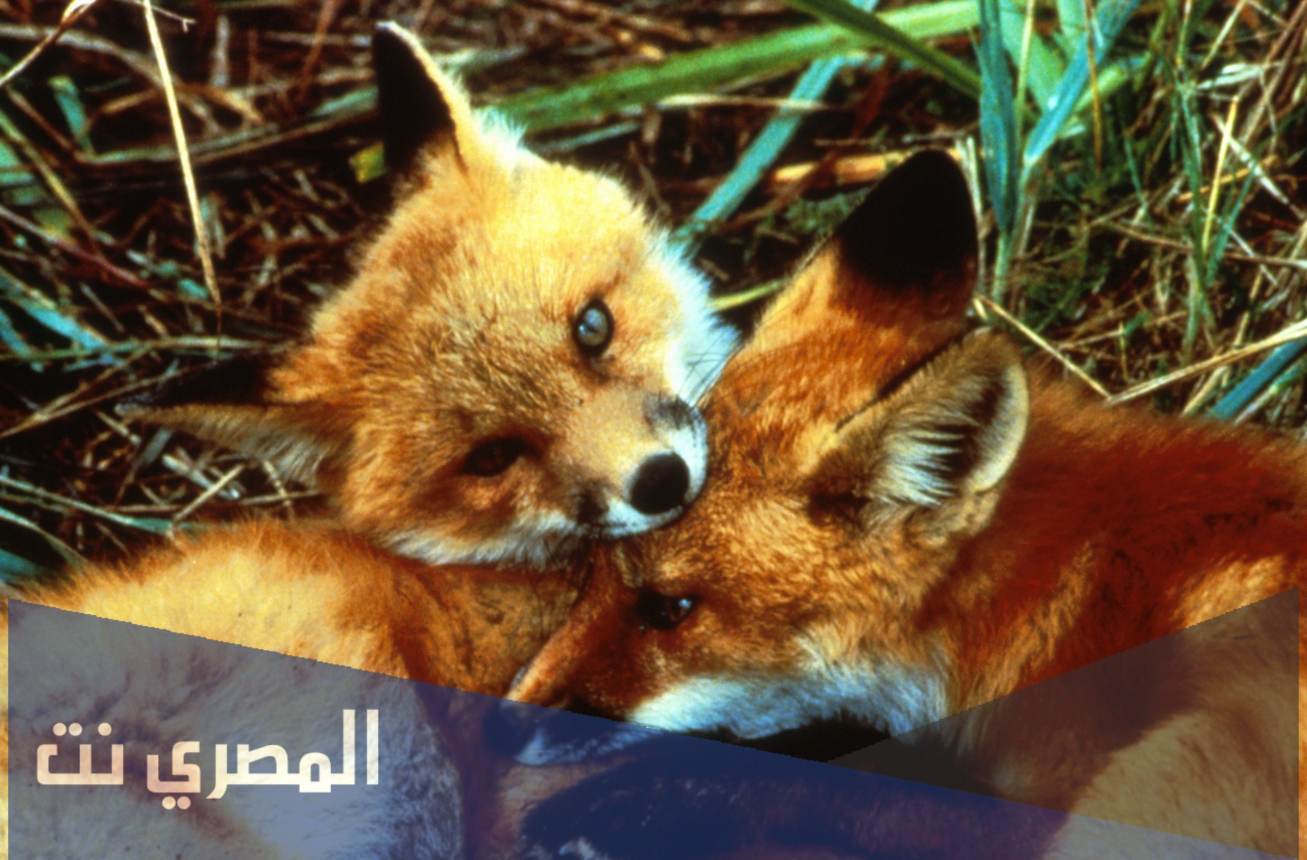 ما هي كنيه الثعلب