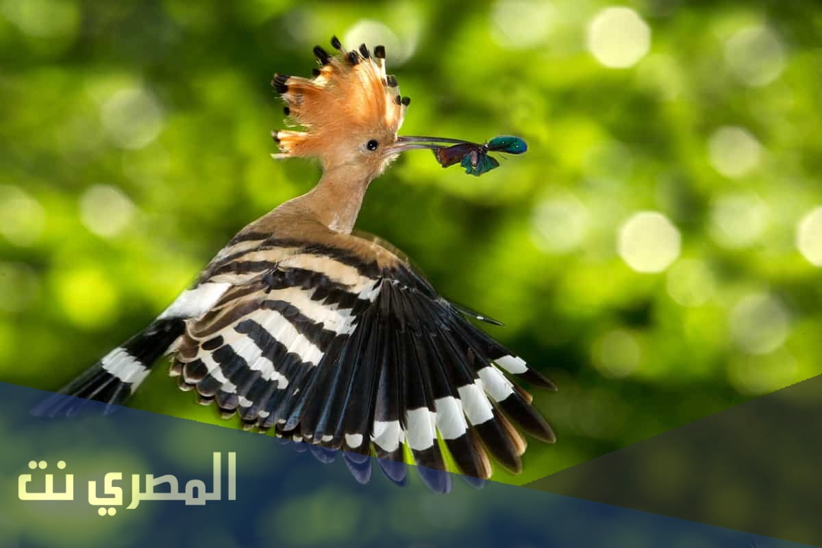 ما هي كنيه الهدهد في اللغه العربيه