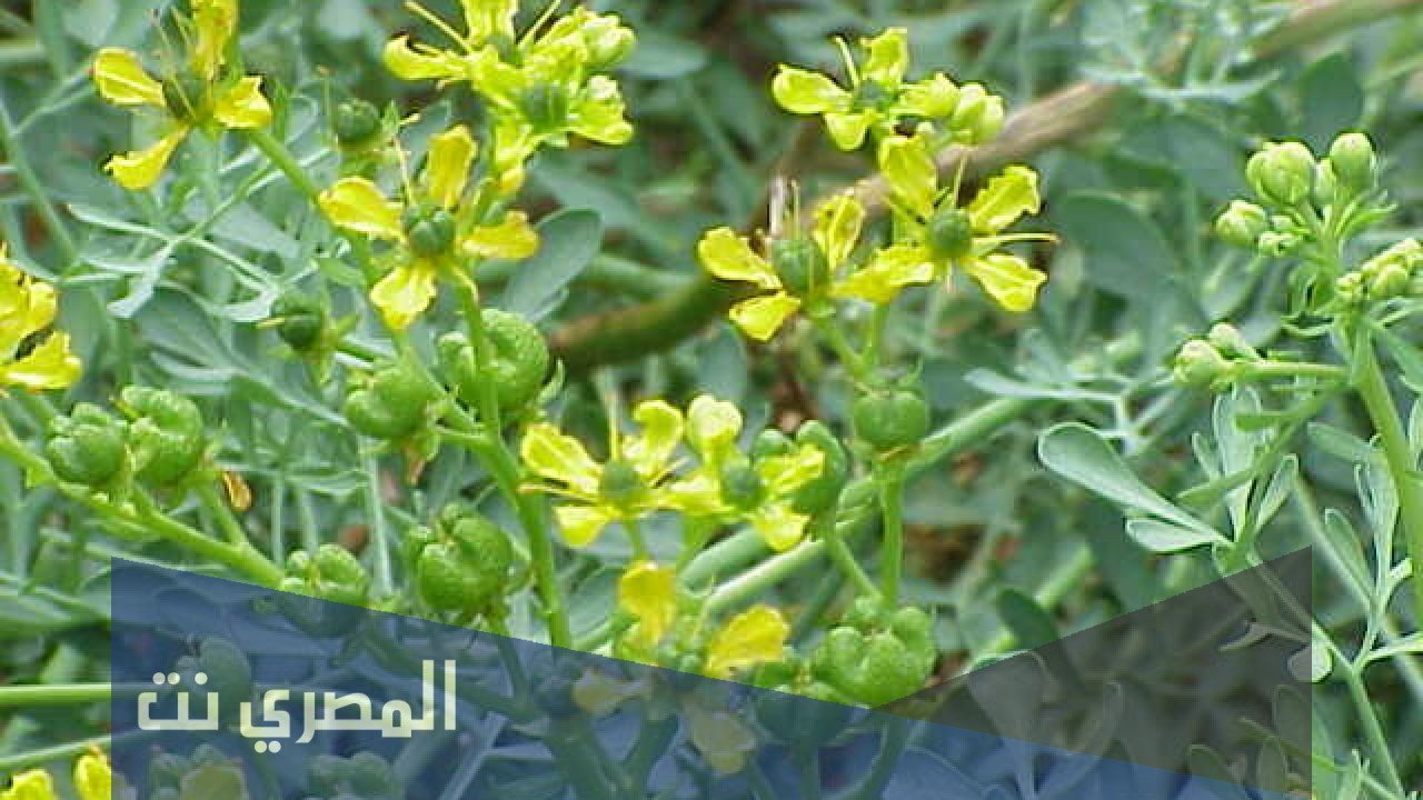 مخاطر شرب الأعشاب يومياً