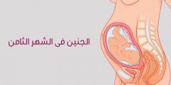 مراحل تكون الجنين في الشهر الثامن بالتفصيل