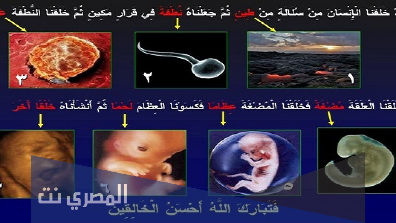 مراحل خلق الإنسان في القرآن