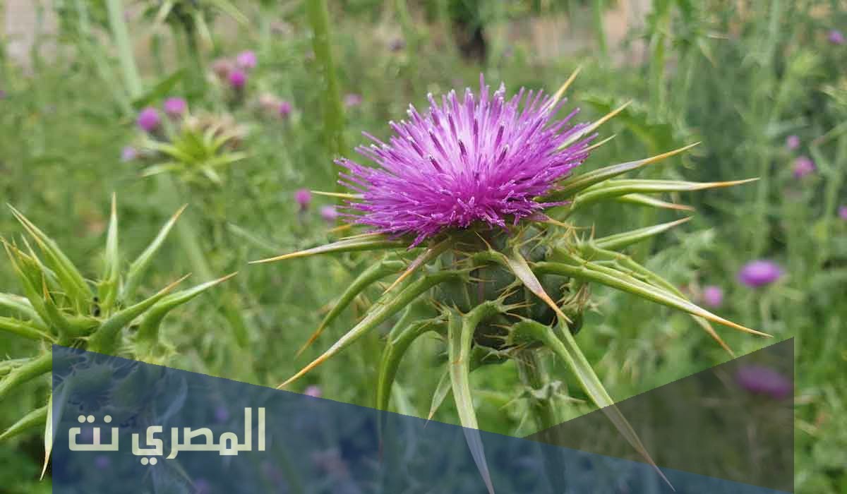 معقول هذا الشي ياناس قد صار كلمات