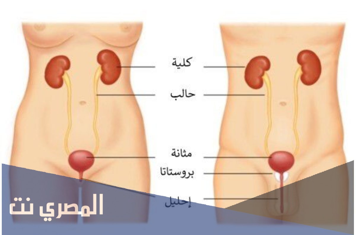 معلومات عن أسباب كثرة التبول