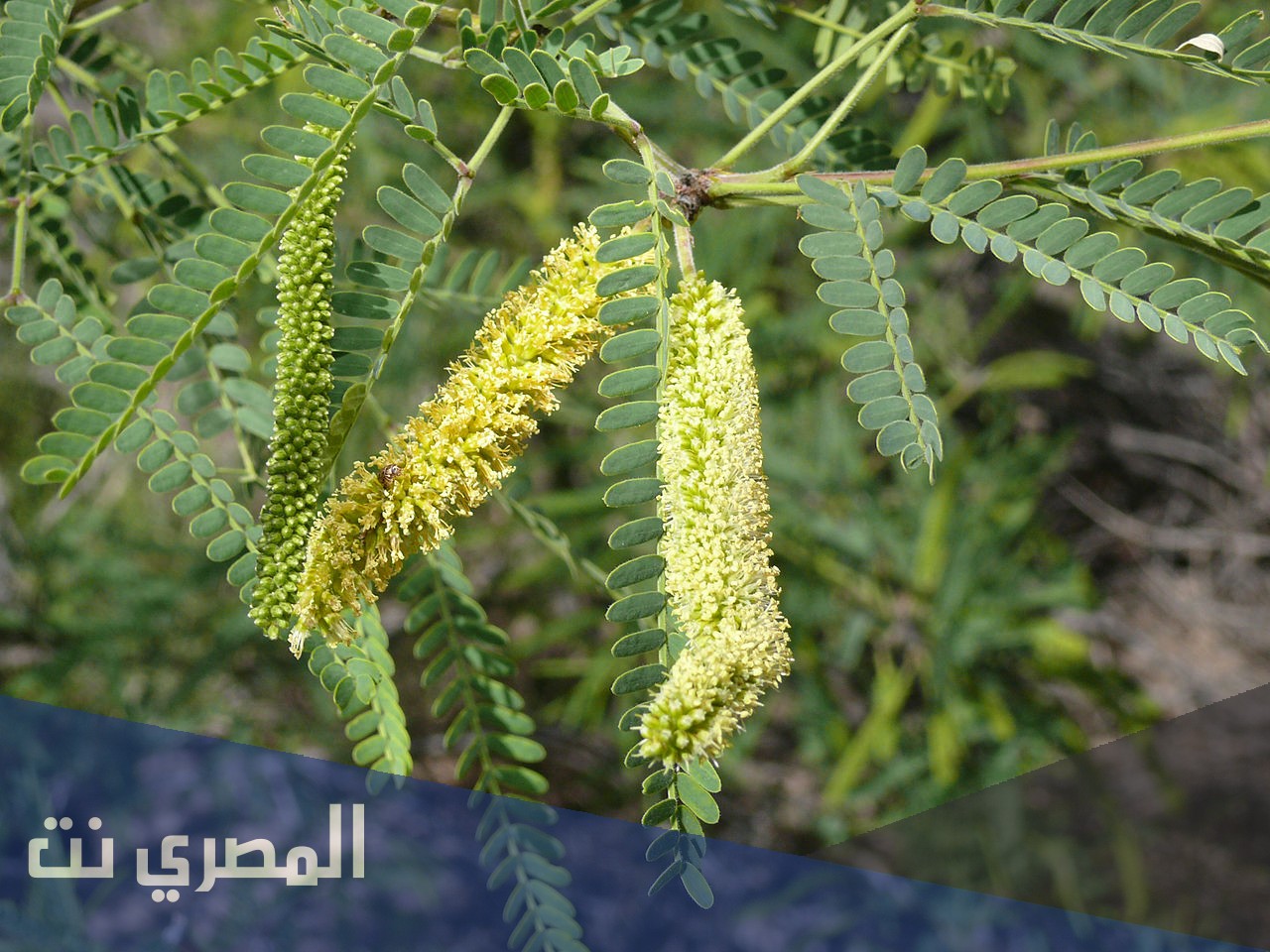 معلومات عن أنواع الاشجار فى مصر