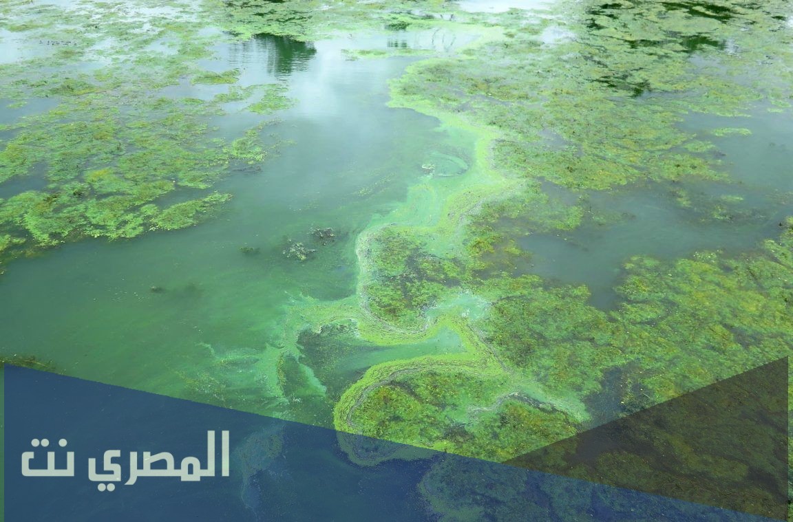 معلومات عن الطحالب الخضراء واهميتها