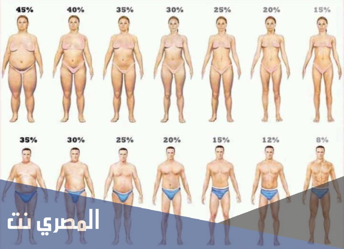 معلومات عن حساب نسبة الدهون