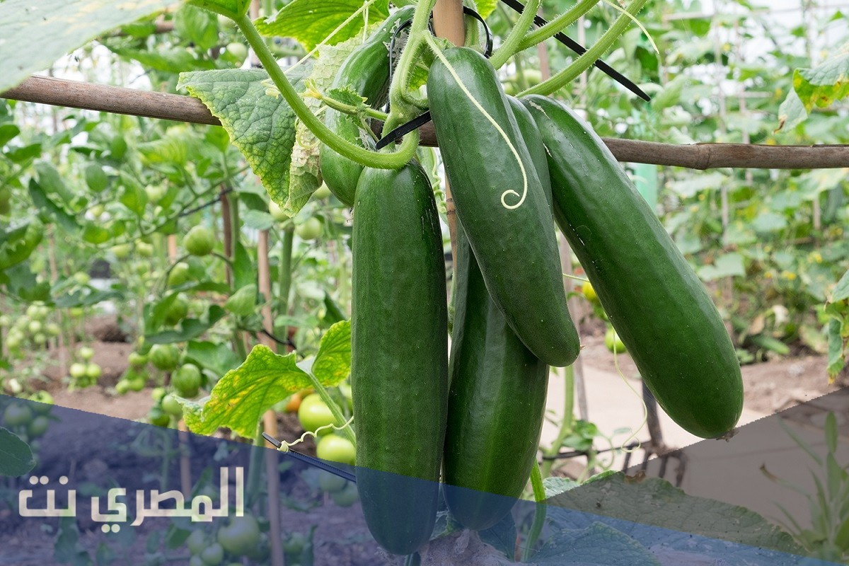 معلومات عن زراعة الخيار