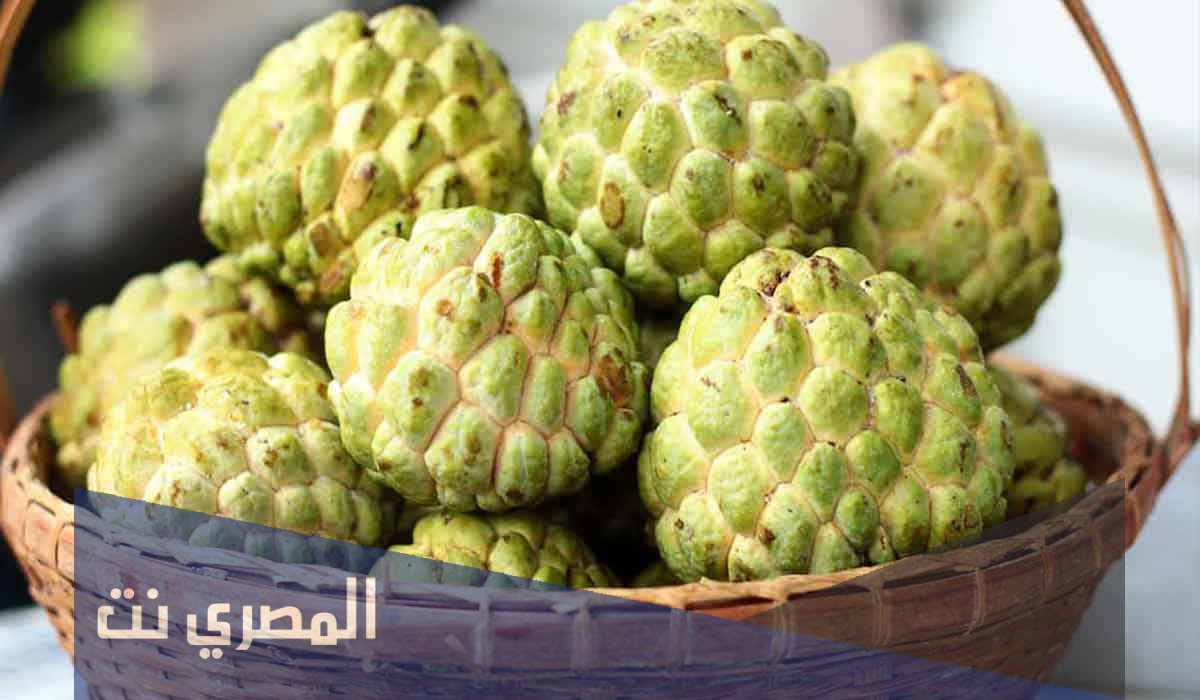 معلومات عن فاكهة القشطة