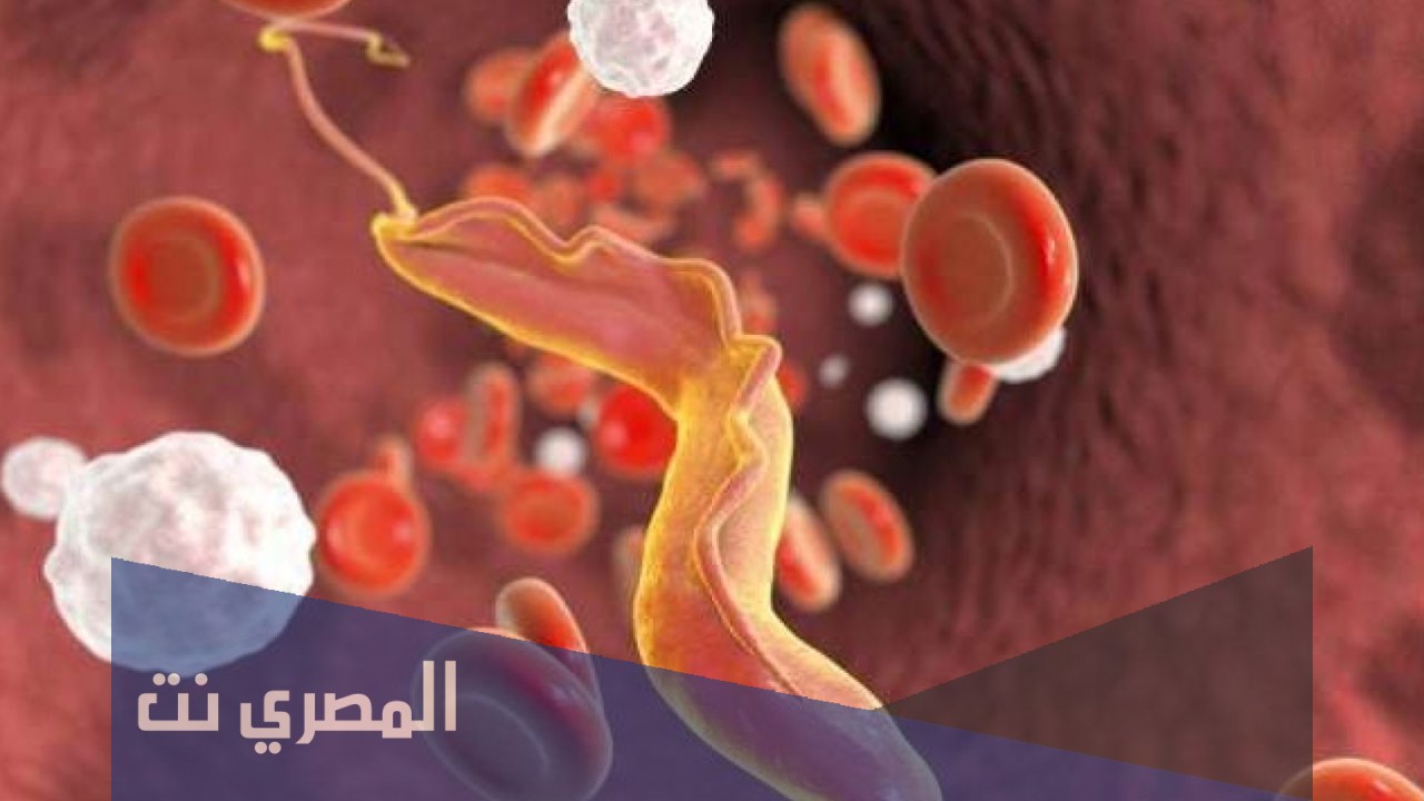 معلومات عن فيروس ماربورغ ويكيبيديا