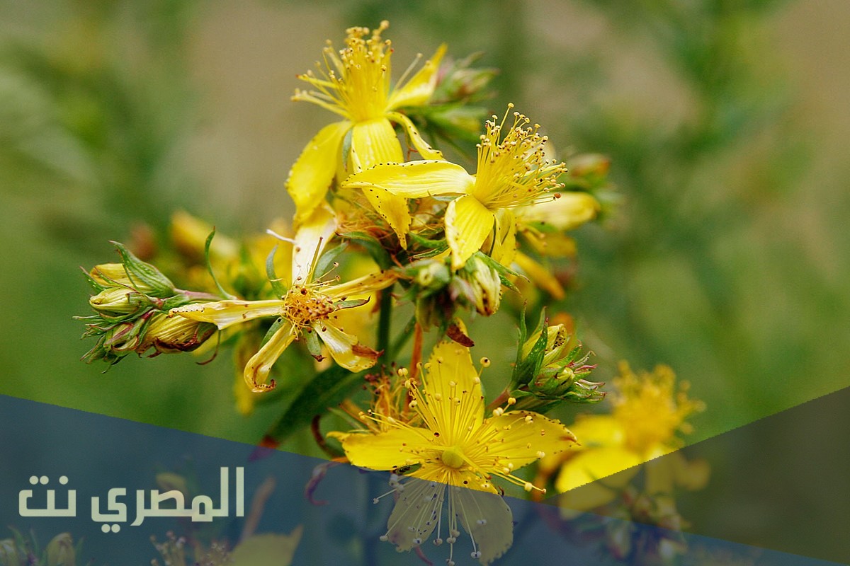 معلومات عن هيبركوم Hypericum السعر وموانع الاستعمال