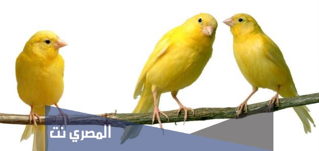 معلومات غريبة عن عصفور الكناري