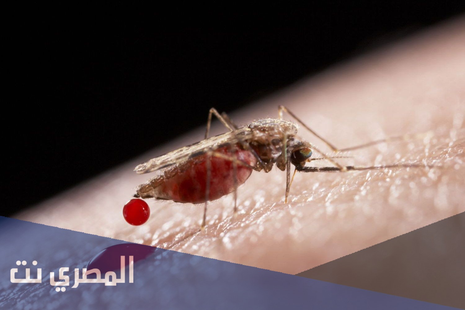 معلومات مرعبة عن حشرة البق