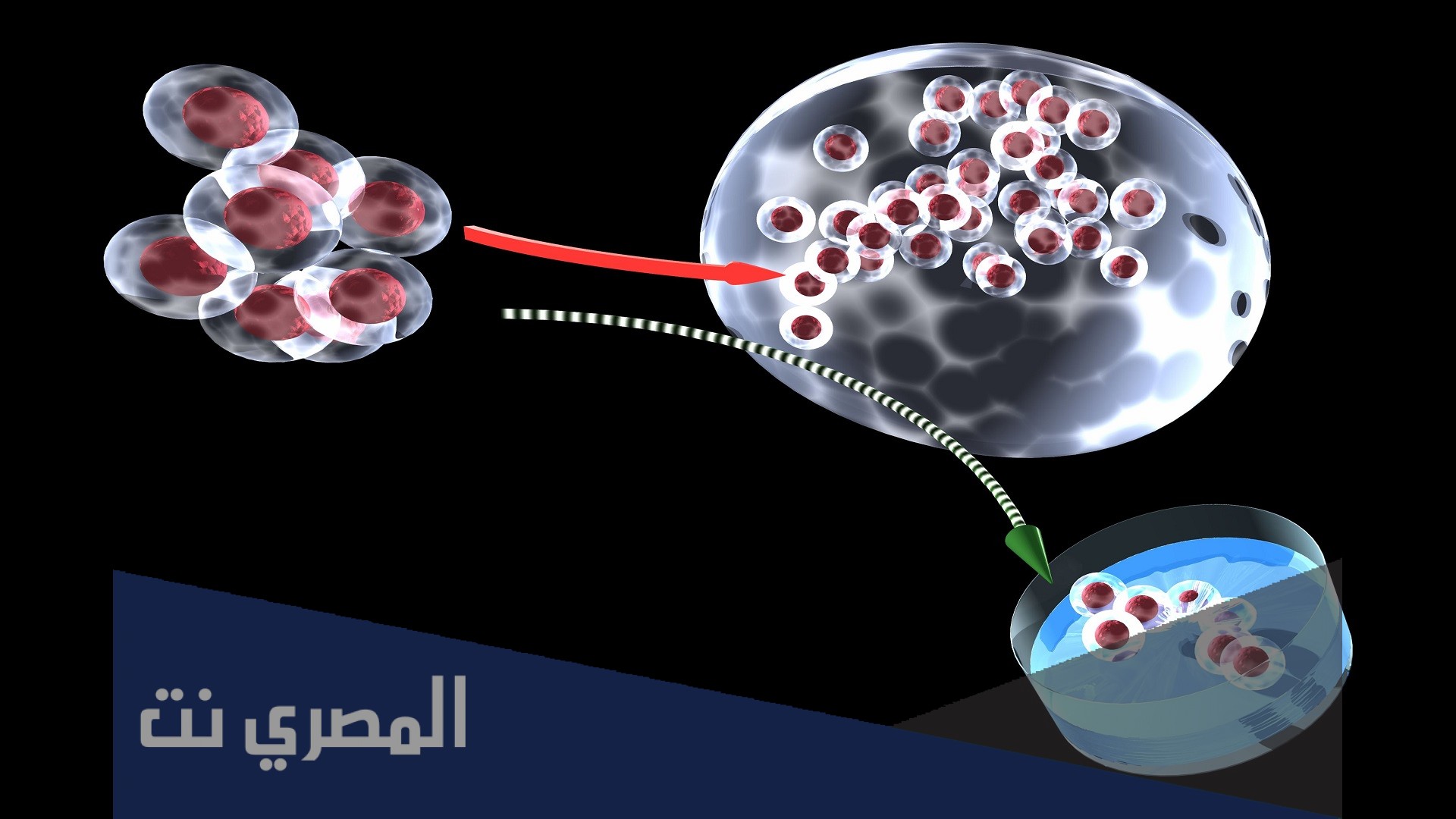 مفهوم الاستنساخ والتعديل الوراثي بالتفصيل
