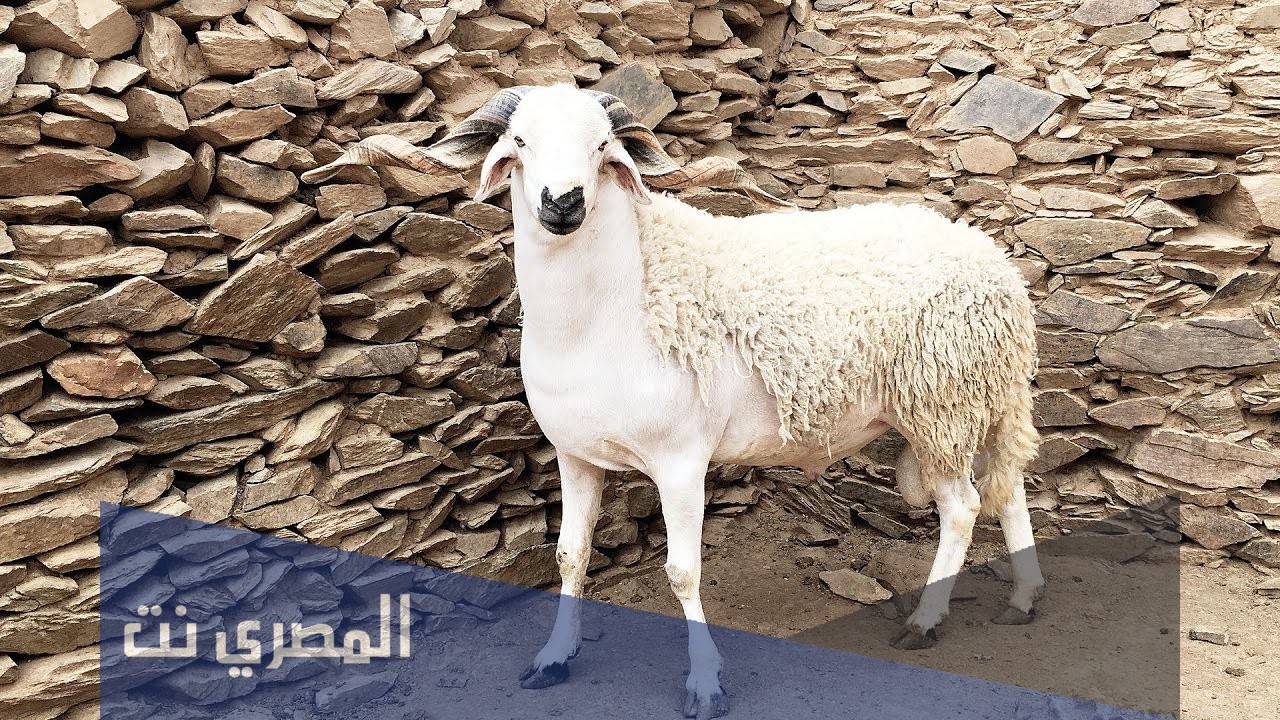 من هو النبي الذي افتداه الله بكبش عظيم ؟
