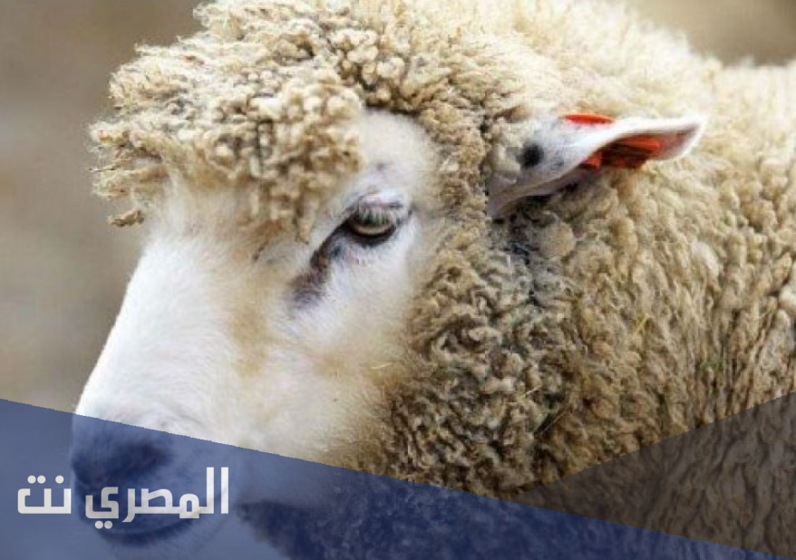 موضوع تعبير شروط العقيقة واهم احكامها