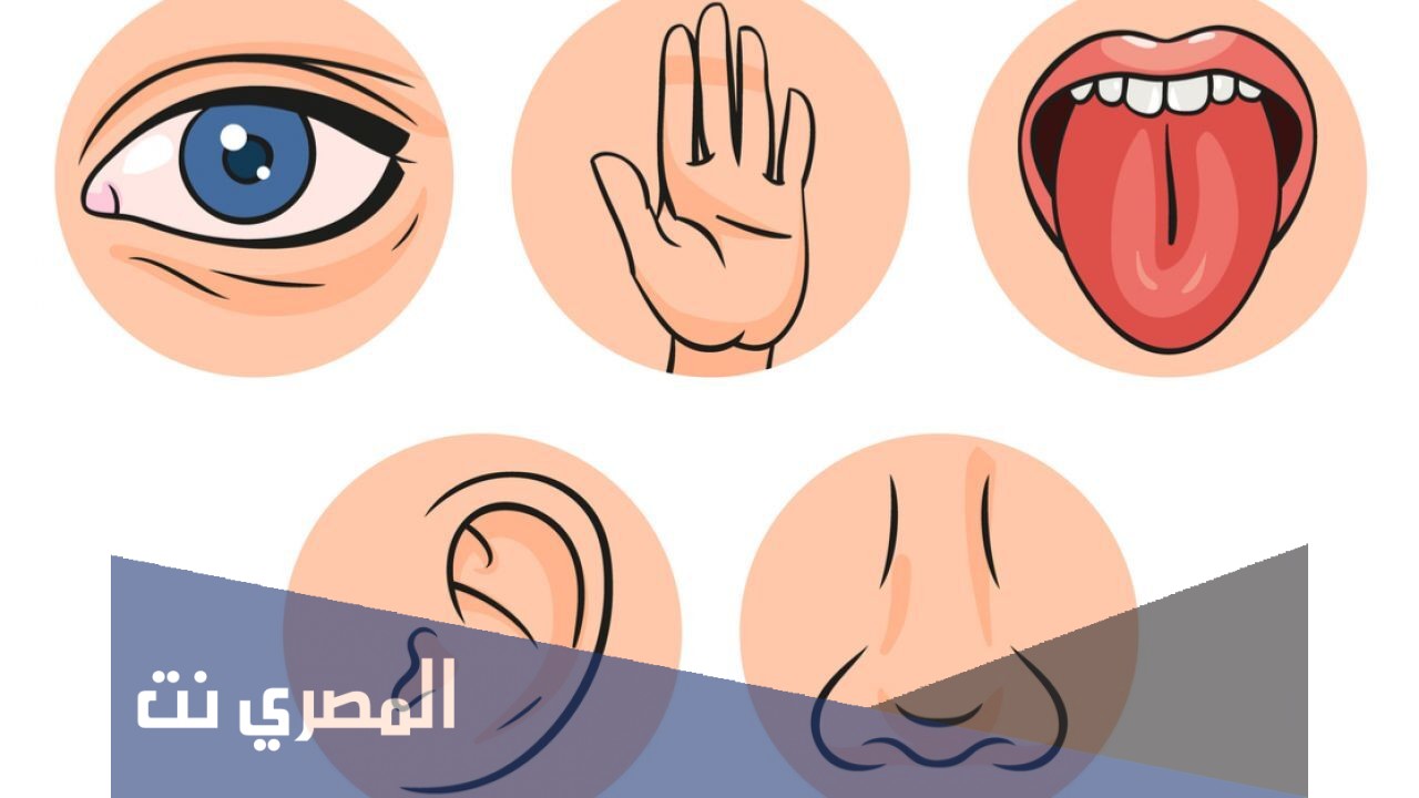 موضوع عن حواس الانسان
