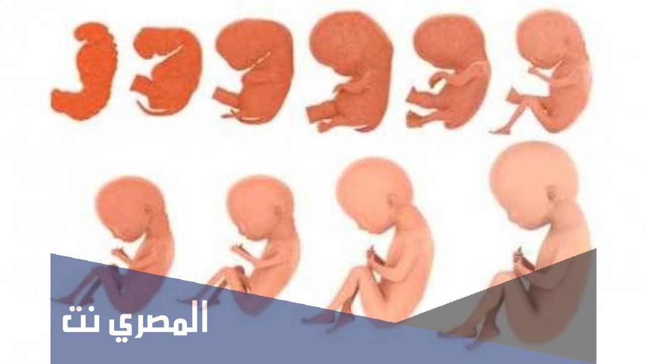 موضوع عن مراحل نمو الجنين