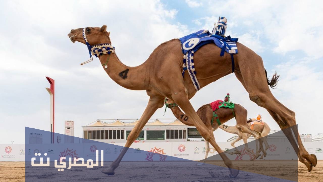 موعد سباق الهجن بالطائف 1443 في السعودية