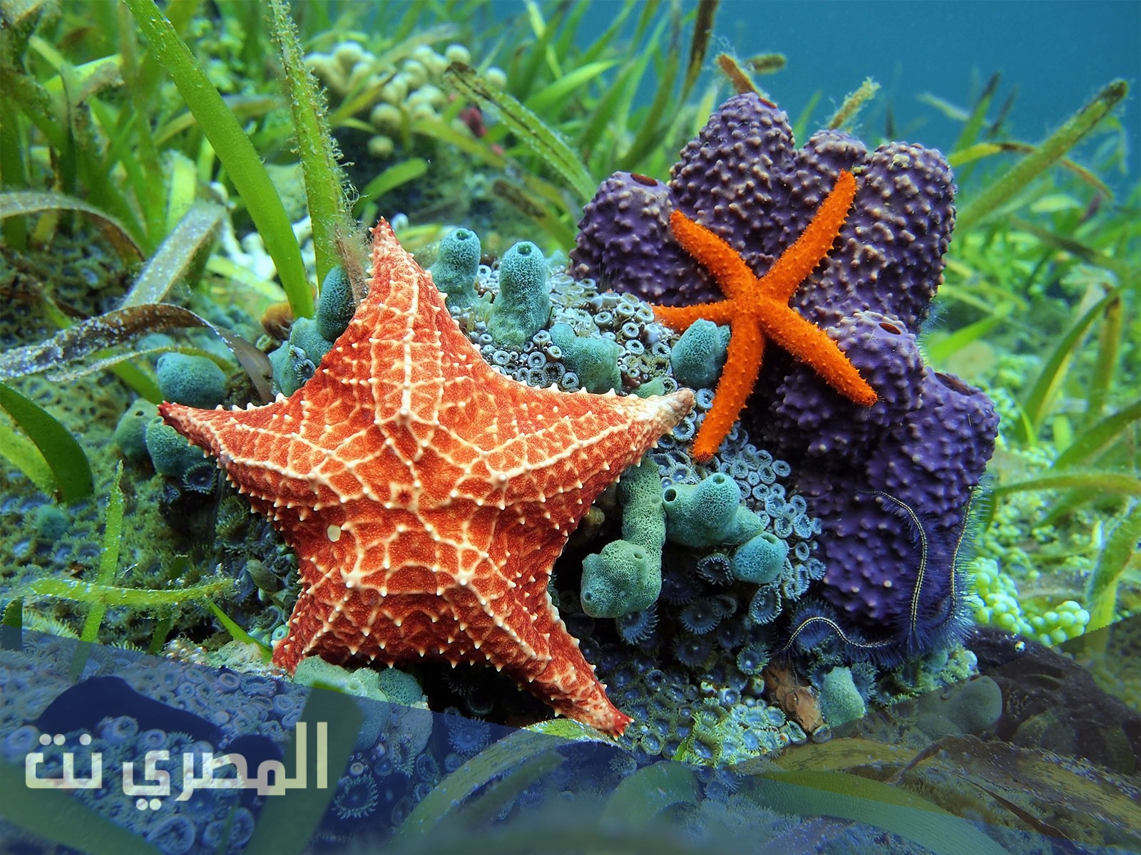 ما هو الحيوان الذي يستطيع اخراج معدته الى الخارج
