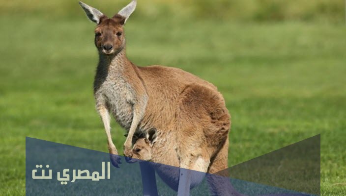 هل اكل الكنغر حلال