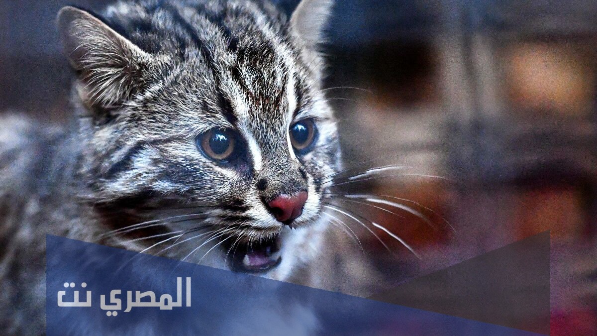 هل القطط لا تميز الاكل ؟