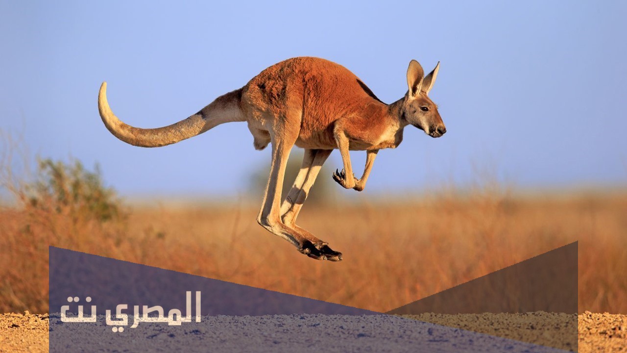هل يجوز أكل الكنغر عند الشيعة