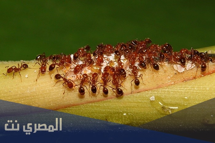 وجود النمل في البيت