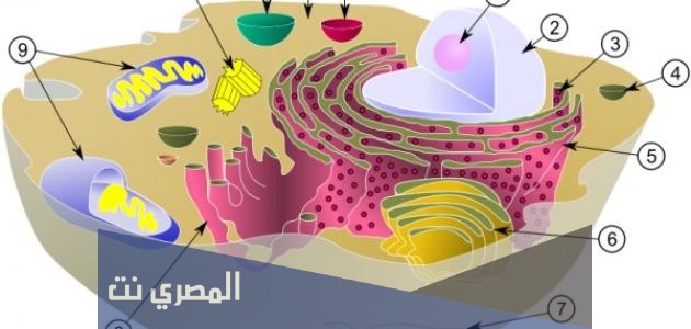 وظيفة أجسام جولجي بالتفصيل