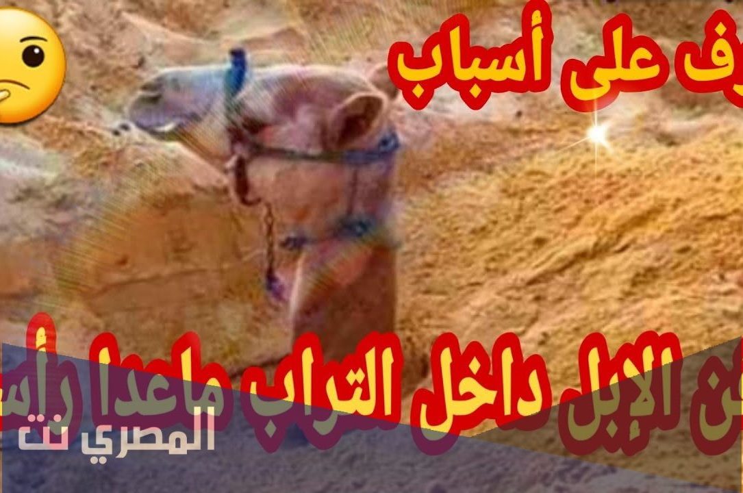 لماذا يدفن الجمل او الناقه في التراب