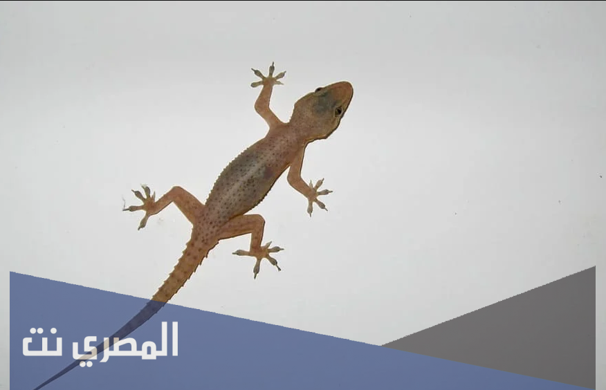 تفسير رؤية الوزغ في المنام بالتفصيل