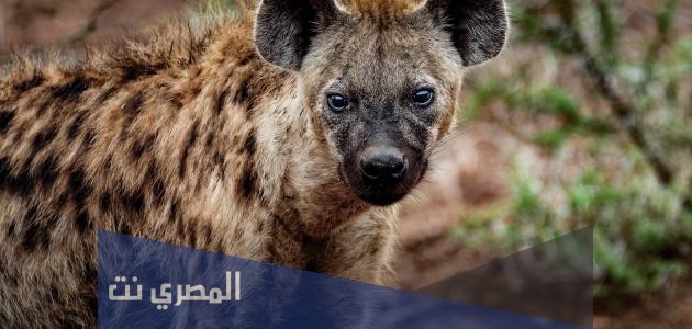 لماذا لا يتم دفن الضبع الا بوجود الشرطة او الدرك ومحضر قضائي؟