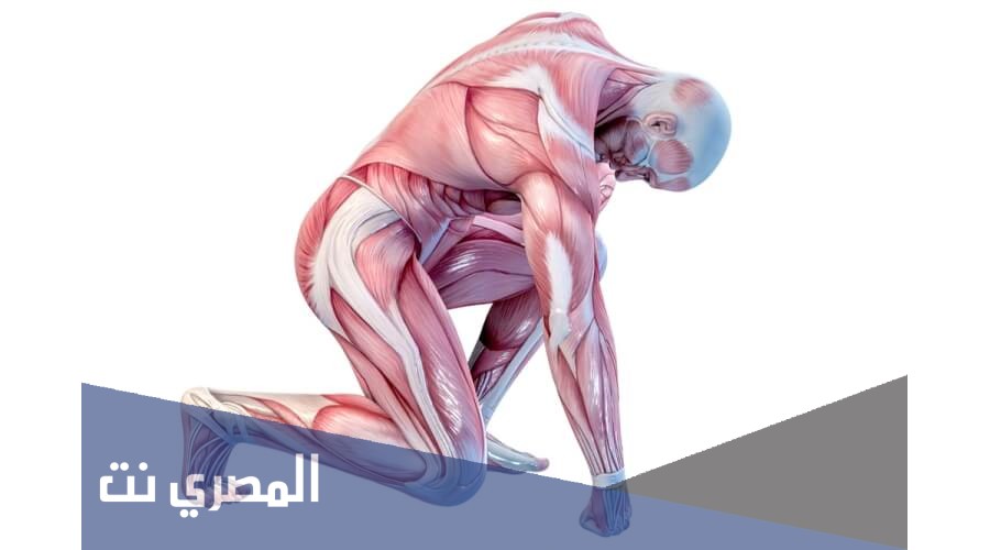 ما هي أقوى عضلة في جسم الانسان من 4 حروف