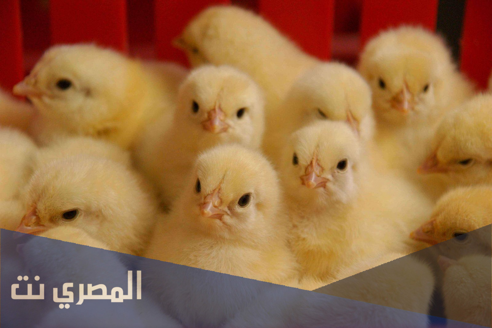 سعر الكتكوت الابيض اليوم وأسعار الفراخ البيضاء والساسو