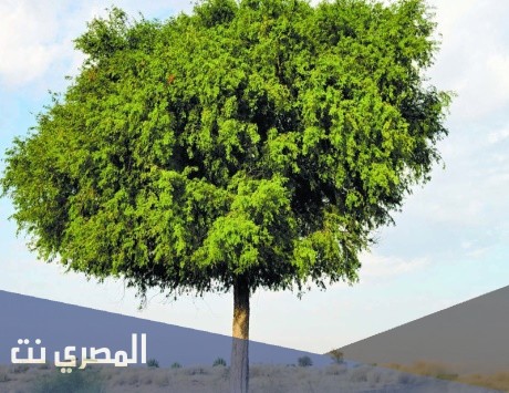 معلومات عن شجرة الغاف