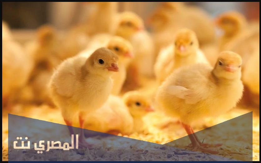 تفسير الاحلام والرؤي الكتاكيت في المنام بالتفصيل