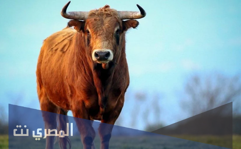 تفسير رؤية الثور في المنام بالتفصيل