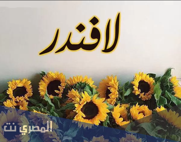 تعرف على معنى اسم لافندر